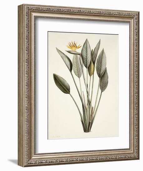 Bird of Paradise-Pierre Joseph Redout?-Framed Giclee Print