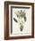 Bird of Paradise-Pierre Joseph Redout?-Framed Giclee Print