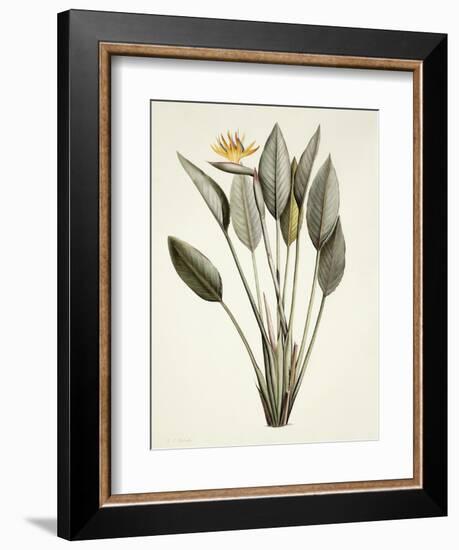 Bird of Paradise-Pierre Joseph Redout?-Framed Giclee Print