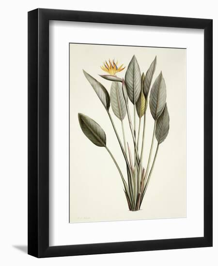 Bird of Paradise-Pierre Joseph Redout?-Framed Giclee Print