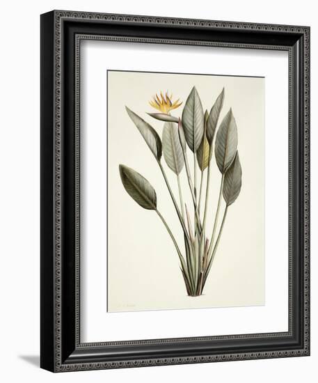 Bird of Paradise-Pierre Joseph Redout?-Framed Giclee Print