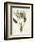 Bird of Paradise-Pierre Joseph Redout?-Framed Giclee Print