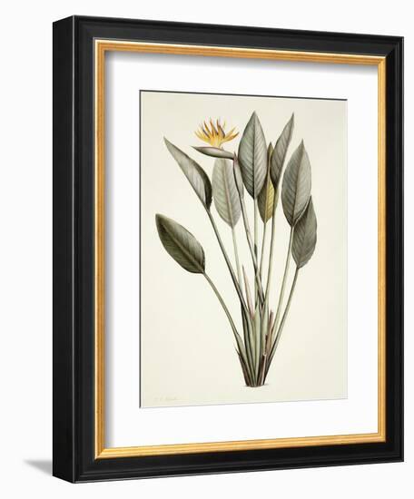 Bird of Paradise-Pierre Joseph Redout?-Framed Giclee Print