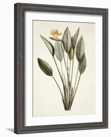 Bird of Paradise-Pierre Joseph Redout?-Framed Giclee Print