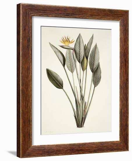 Bird of Paradise-Pierre Joseph Redout?-Framed Giclee Print