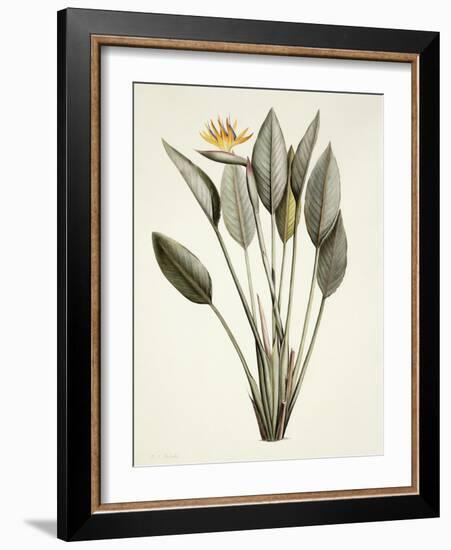 Bird of Paradise-Pierre Joseph Redout?-Framed Giclee Print