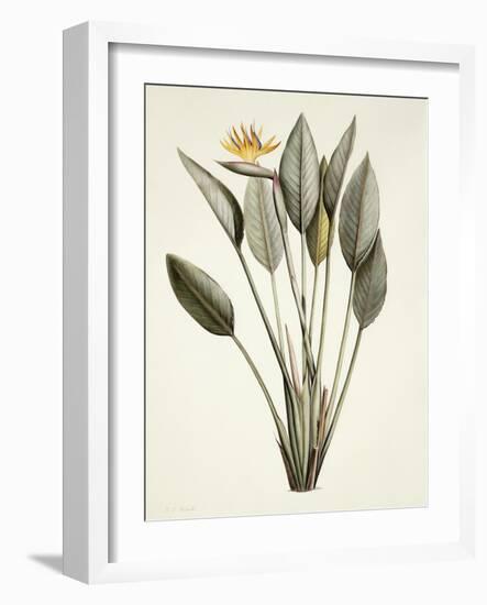 Bird of Paradise-Pierre Joseph Redout?-Framed Giclee Print