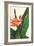 Bird of Paradise-Mary Russel-Framed Giclee Print