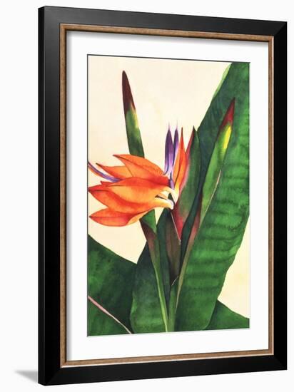 Bird of Paradise-Mary Russel-Framed Giclee Print