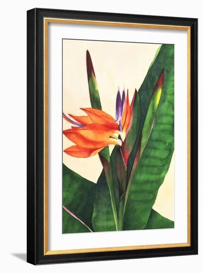 Bird of Paradise-Mary Russel-Framed Giclee Print