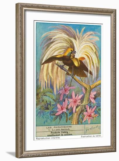 Bird of Paradise-null-Framed Art Print