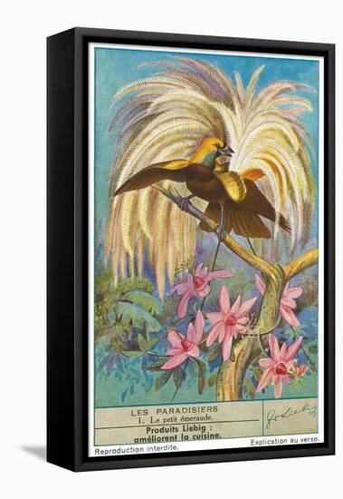 Bird of Paradise-null-Framed Stretched Canvas