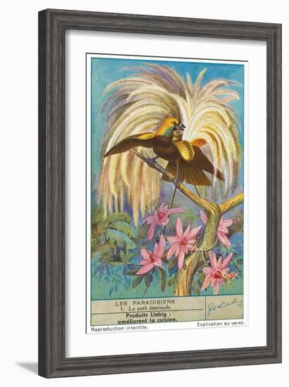 Bird of Paradise-null-Framed Art Print