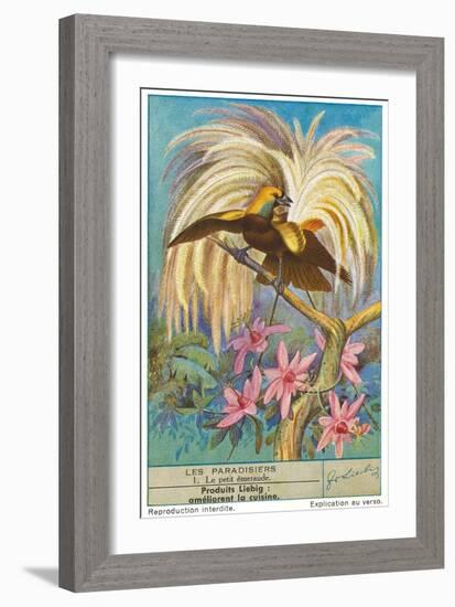 Bird of Paradise-null-Framed Art Print