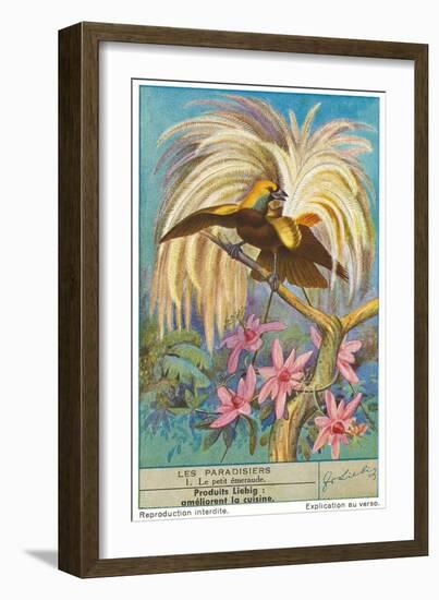 Bird of Paradise-null-Framed Art Print