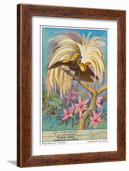 Bird of Paradise-null-Framed Art Print