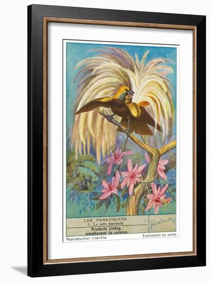 Bird of Paradise-null-Framed Art Print