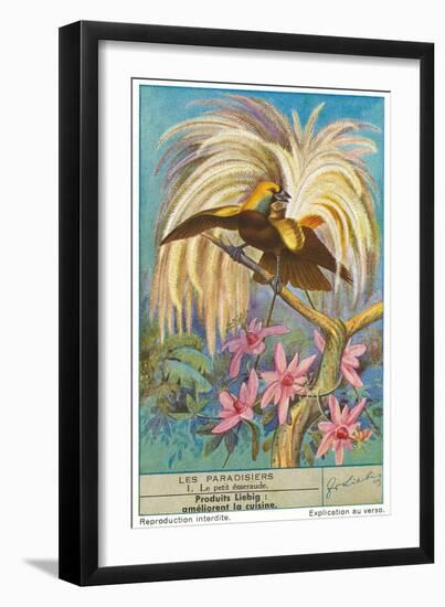 Bird of Paradise-null-Framed Art Print