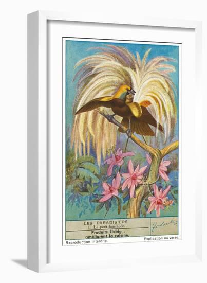 Bird of Paradise-null-Framed Art Print