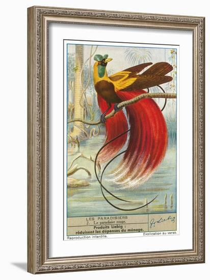 Bird of Paradise-null-Framed Art Print