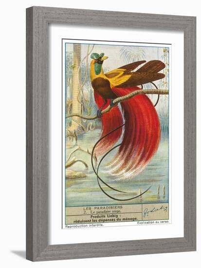 Bird of Paradise-null-Framed Art Print