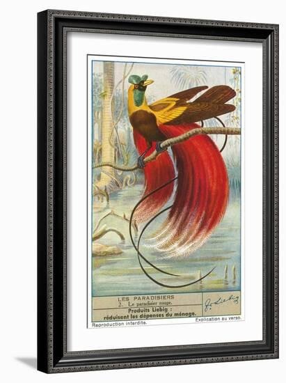 Bird of Paradise-null-Framed Art Print