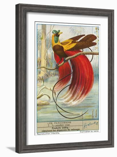 Bird of Paradise-null-Framed Premium Giclee Print