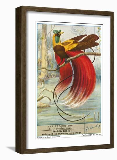 Bird of Paradise-null-Framed Premium Giclee Print