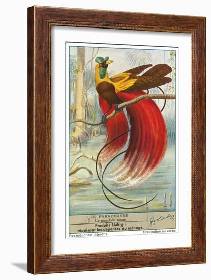 Bird of Paradise-null-Framed Premium Giclee Print