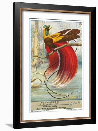 Bird of Paradise-null-Framed Premium Giclee Print