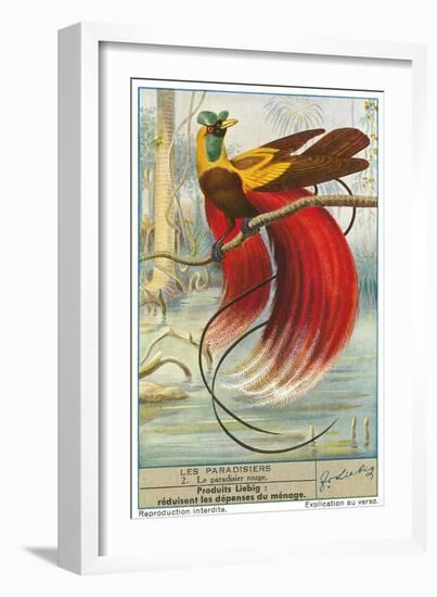 Bird of Paradise-null-Framed Premium Giclee Print