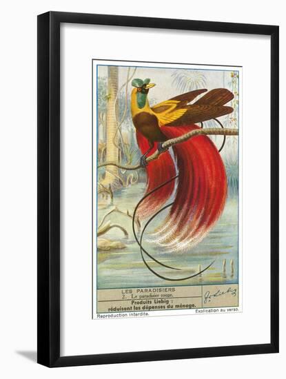 Bird of Paradise-null-Framed Premium Giclee Print