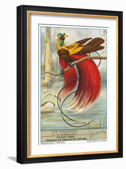 Bird of Paradise-null-Framed Premium Giclee Print