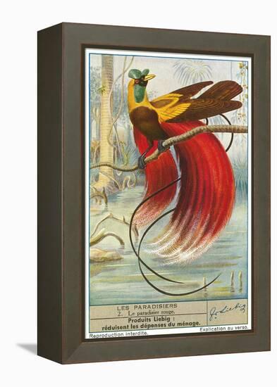 Bird of Paradise-null-Framed Stretched Canvas