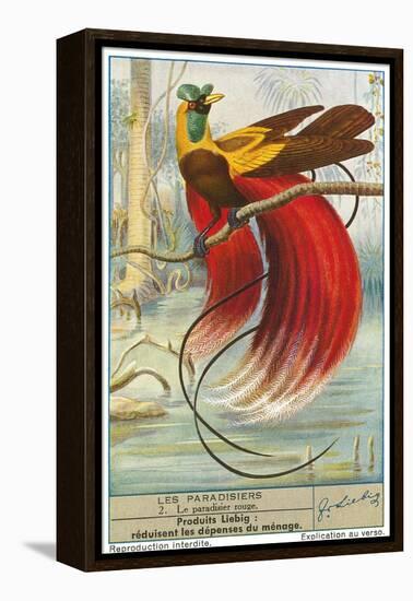 Bird of Paradise-null-Framed Stretched Canvas