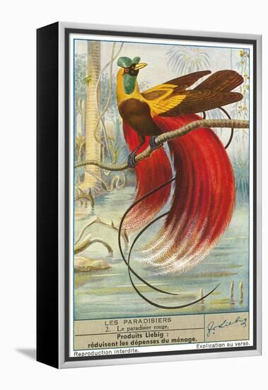 Bird of Paradise-null-Framed Stretched Canvas