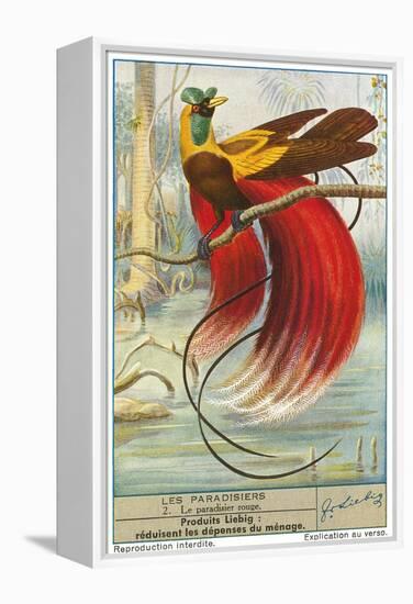 Bird of Paradise-null-Framed Stretched Canvas