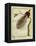 Bird-Of-Paradise-Georges-Louis Buffon-Framed Premier Image Canvas