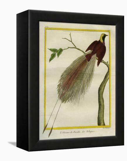 Bird-Of-Paradise-Georges-Louis Buffon-Framed Premier Image Canvas