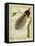 Bird-Of-Paradise-Georges-Louis Buffon-Framed Premier Image Canvas