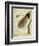 Bird-Of-Paradise-Georges-Louis Buffon-Framed Giclee Print