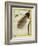 Bird-Of-Paradise-Georges-Louis Buffon-Framed Giclee Print