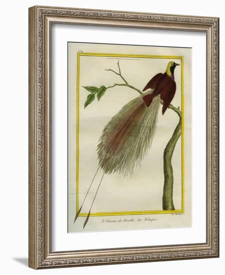 Bird-Of-Paradise-Georges-Louis Buffon-Framed Giclee Print