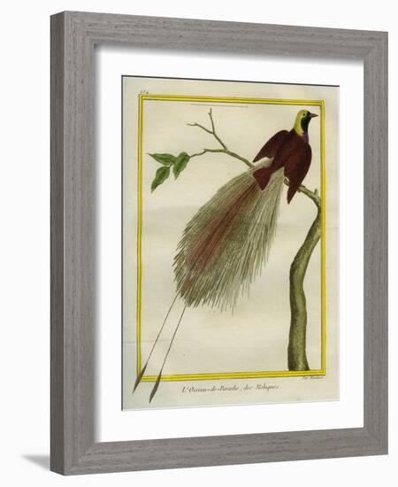 Bird-Of-Paradise-Georges-Louis Buffon-Framed Giclee Print