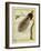 Bird-Of-Paradise-Georges-Louis Buffon-Framed Giclee Print