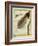 Bird-Of-Paradise-Georges-Louis Buffon-Framed Giclee Print