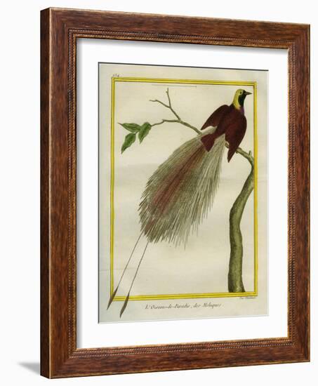 Bird-Of-Paradise-Georges-Louis Buffon-Framed Giclee Print