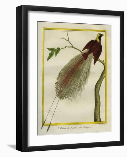 Bird-Of-Paradise-Georges-Louis Buffon-Framed Giclee Print