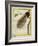 Bird-Of-Paradise-Georges-Louis Buffon-Framed Giclee Print