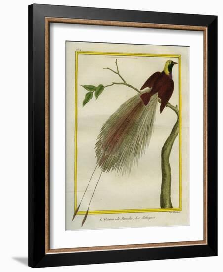 Bird-Of-Paradise-Georges-Louis Buffon-Framed Giclee Print